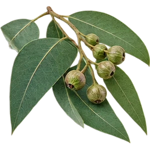 Aceite de eucalipto